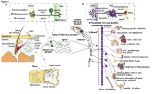 neurobiology-stem-cell-biology-etc